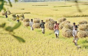 Bangladeshi Farmers Picture