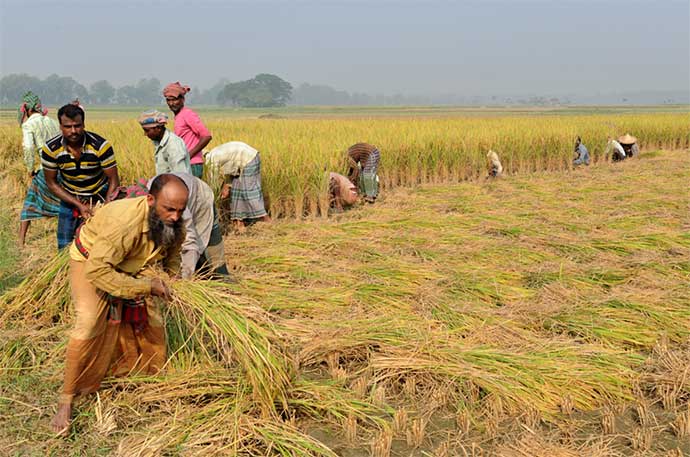 Bangladeshi Farmers Harvesting Crops