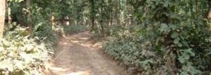 Bhawal-National-Park one of the tourist attraction of Bangladesh