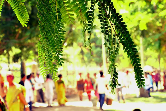 Pahela Falgun pic of Celebration