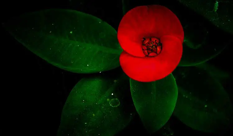 Red Green Symbol of Bangladesh